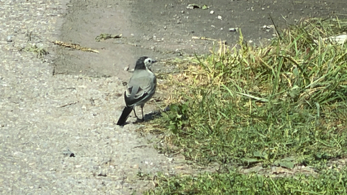 White Wagtail