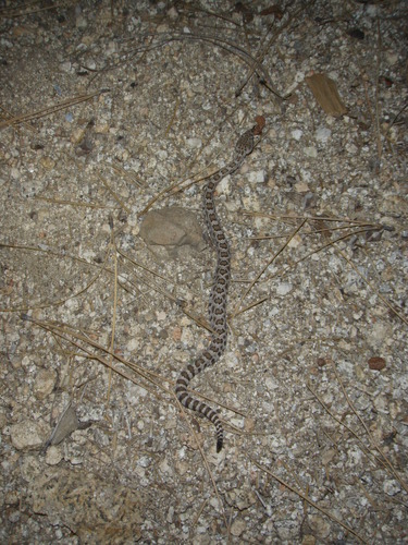 iNaturalist observation photo of Northern Pacific Rattlesnake