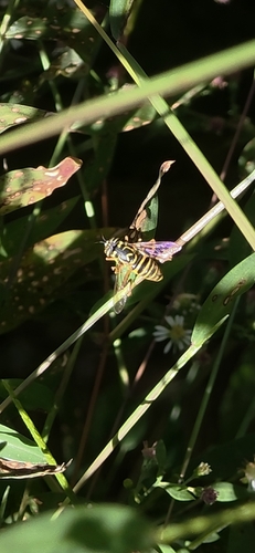 Eastern Hornet Fly