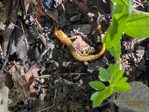 Long-tailed Salamander