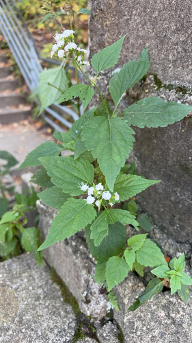 white snakeroot