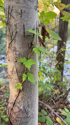 eastern poison ivy