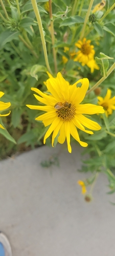 Western Honey Bee