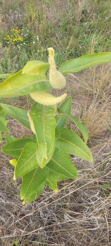 showy milkweed