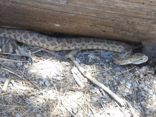 iNaturalist observation photo of Northern Pacific Rattlesnake