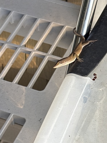 Green Anole