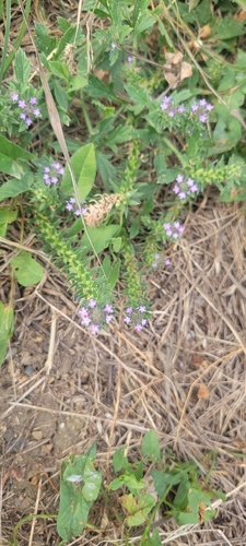 Bigbract Verbena