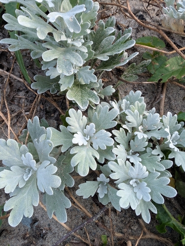 Hoary Mugwort