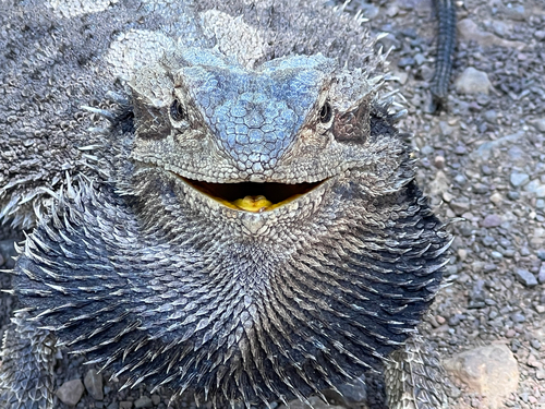 Eastern Bearded Dragon