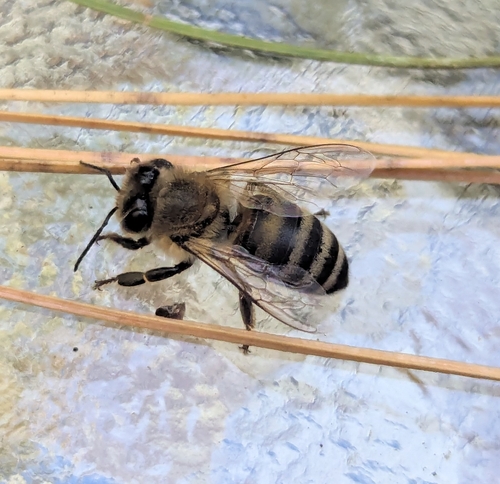 Western Honey Bee