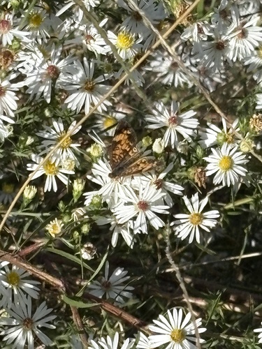Pearl Crescent