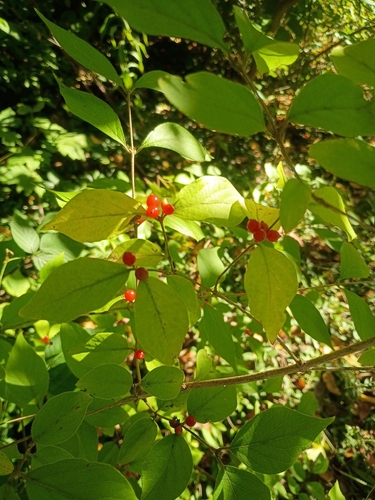 Amur honeysuckle