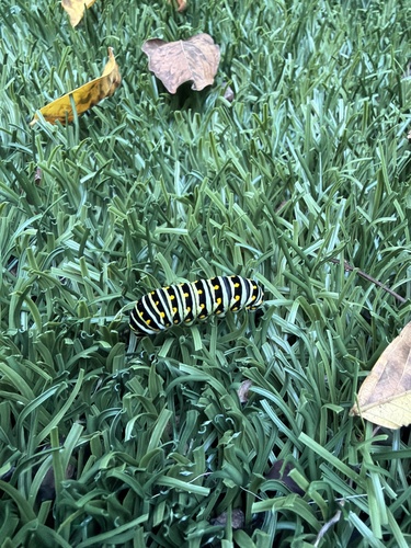Eastern Black Swallowtail