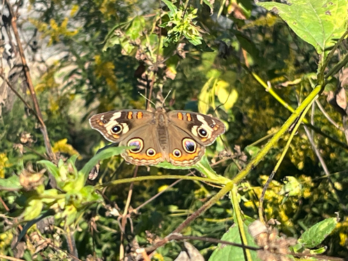 Common Buckeye