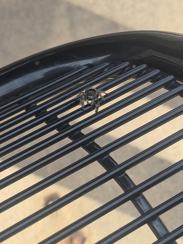Bold Jumping Spider
