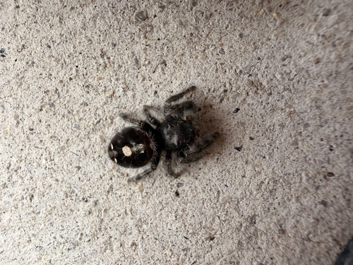 Bold Jumping Spider