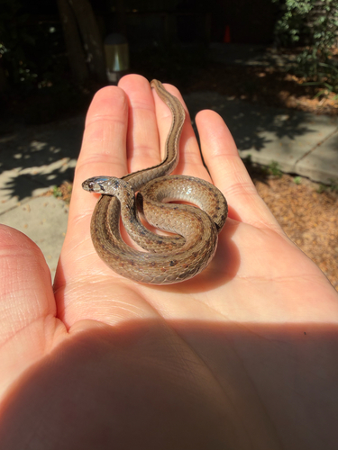DeKay's Brownsnake