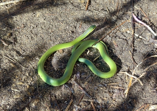 Smooth Greensnake