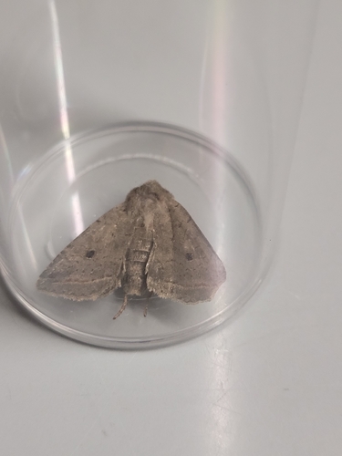 Red-line Quaker