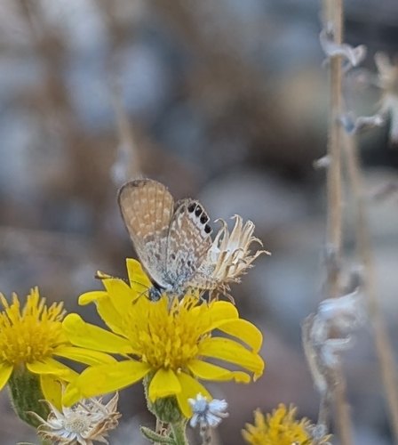 Western Pygmy-Blue