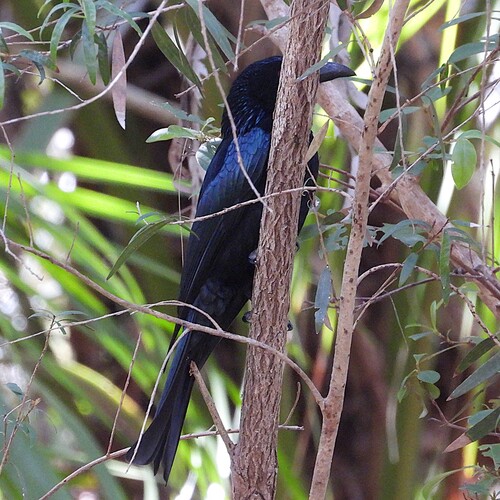 Spangled Drongo