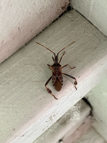 Western Conifer Seed Bug