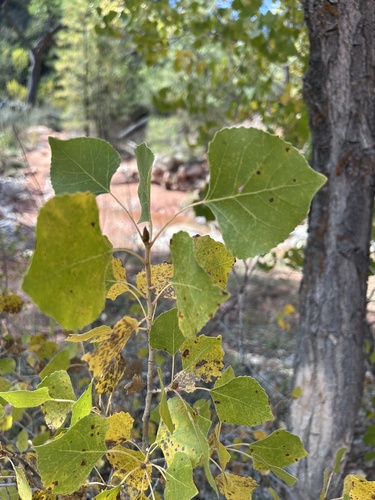 Frémont Cottonwood