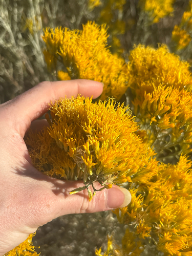 Rubber Rabbitbrush