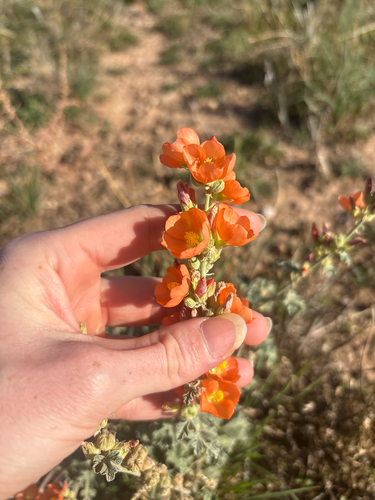 Small-leaf Globemallow
