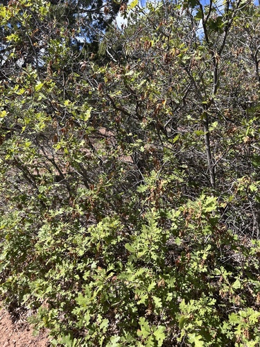 Gambel Oak