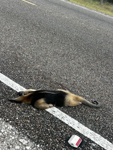 Northern Tamandua