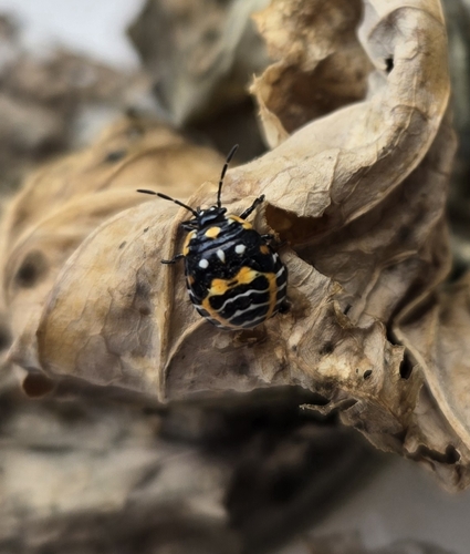 Harlequin Bug