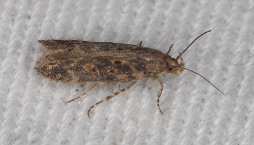 beet moth