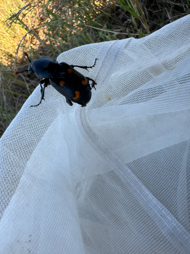 Carolina Burying Beetle