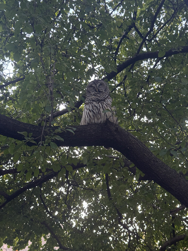Barred Owl