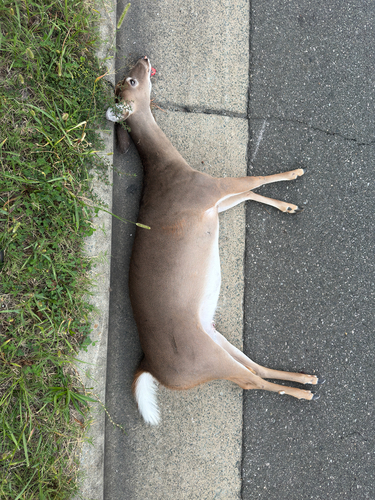 White-tailed Deer