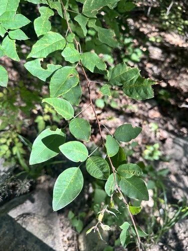 Korean lespedeza