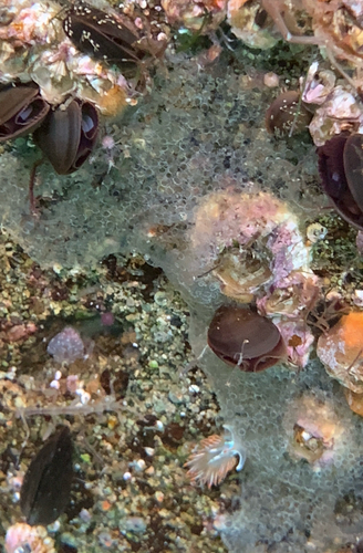 Jelly Crust Tunicate