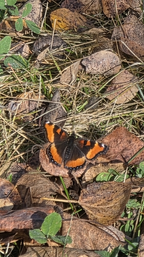 Milbert's Tortoiseshell