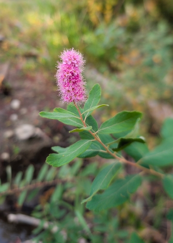 Rose Spirea