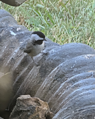 Carolina Chickadee