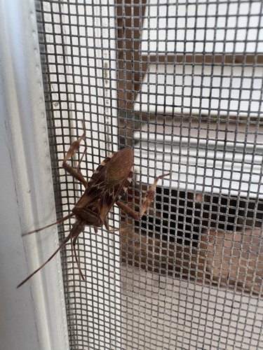 Western Conifer Seed Bug