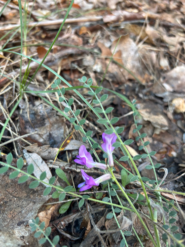 Zion Milkvetch
