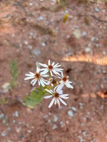 blueleaf aster