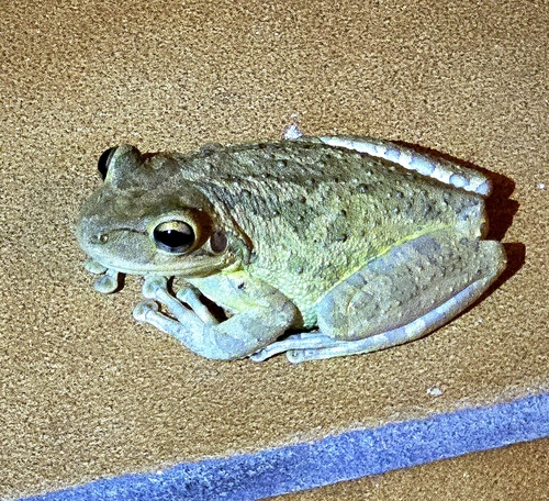 Cuban Tree Frog