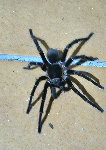 Common Puerto Rican Brown Tarantula