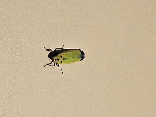 Black-tipped Leafhopper