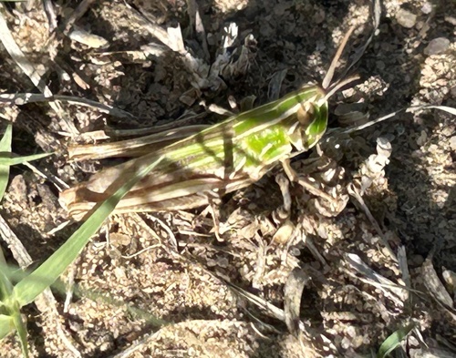 Obscure grasshopper