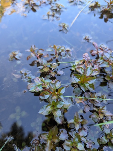 Water Purslane