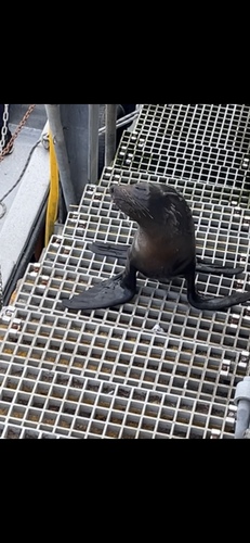 Lobo marino de dos pelos registrada en Ingeniero White